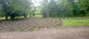 The students practical work: hipping S. potatoes