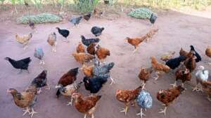 Chicken are progressively growing at their unit