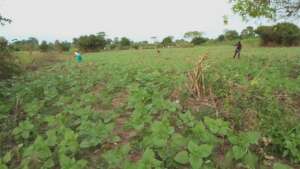 Knowledge of commercial farming for a real change