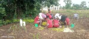 Planting trees at the nursery bed