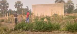 Trees planted by students flourishing