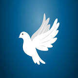 KIFA team: choosing a dove as a symbol hope