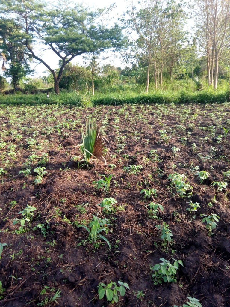 Empower a Girl: For Self-Reliance