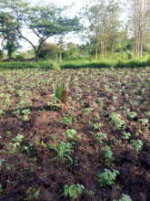 Community planted soya bean for KIFA