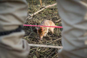 Ratticus Finch working hard.