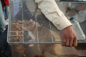 The GS Rat commuting to work