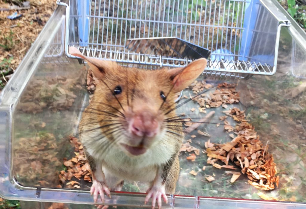 Ratticus Finch Sponsorship - Planson International