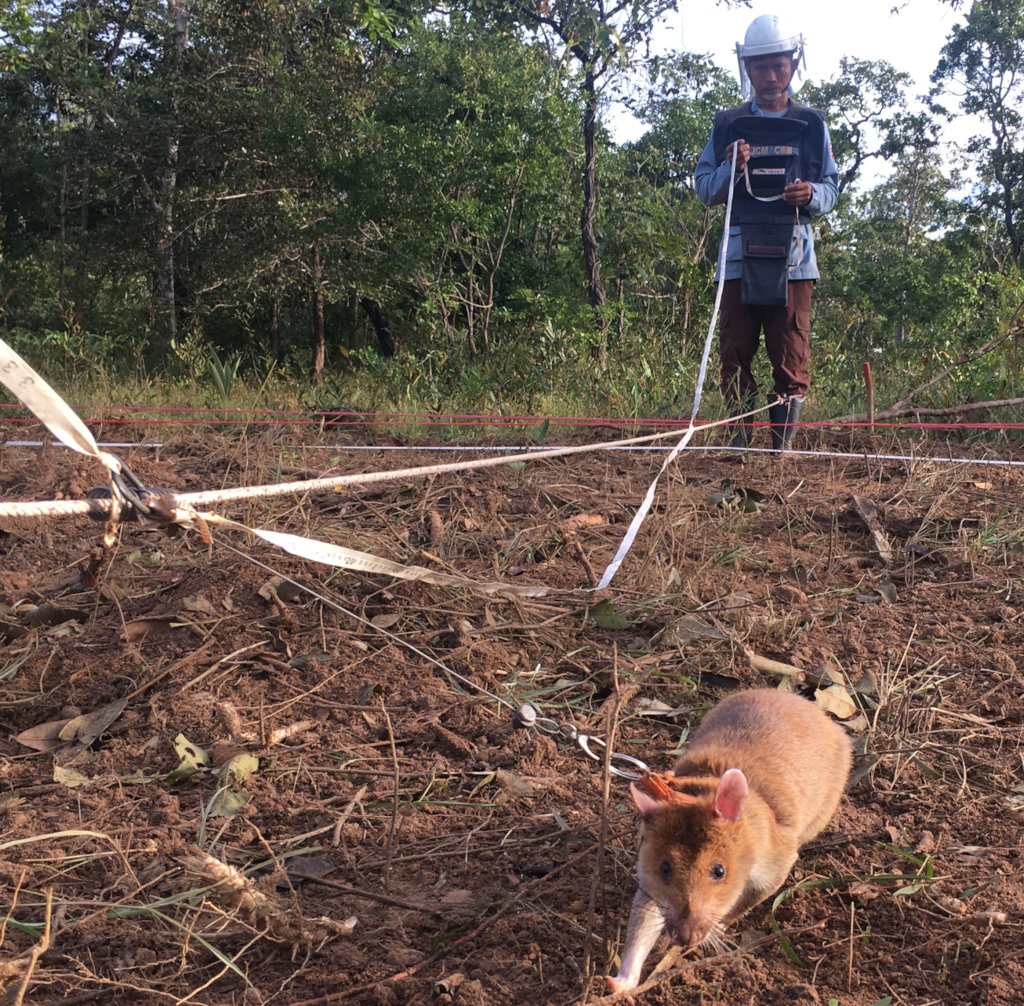 Ratticus Finch Sponsorship - Planson International