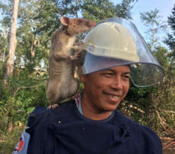 Ratticus Finch Sponsorship - Planson International