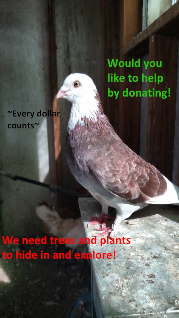 Help Turn Our Aviary Into A Paradise!
