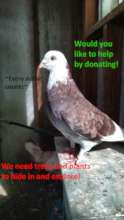 Help Turn Our Aviary Into A Paradise!