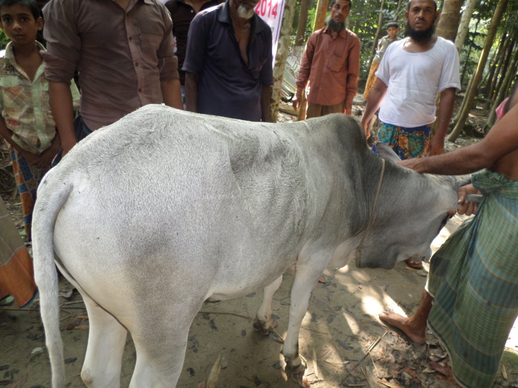 Qurbani for 300 poor families in Bangladesh