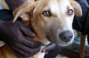 Help Northern Uganda's Dogs