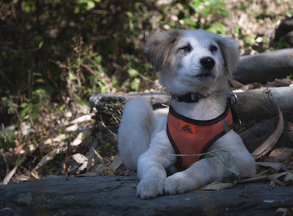 Help Muffin and Ray Charles Get Home