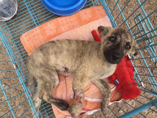 Help Muffin and Ray Charles Get Home