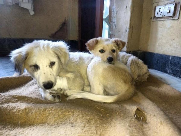 Help Muffin and Ray Charles Get Home