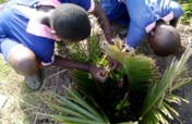 Trees per Child in 10 primary Schools in Bunyala