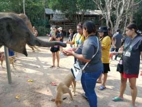 Elephants!