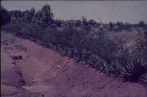 Life fence - several layers of thorny plants
