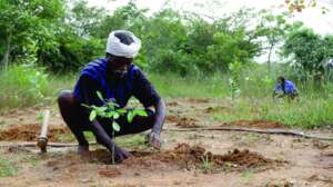 Regenerating the land, 1 indigenous tree at a time
