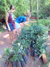 Evergreen tree saplings - ready for planting