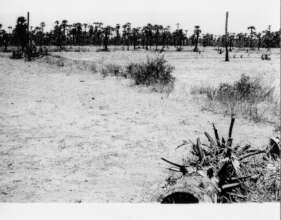 Early landscape of Auroville - 1980`s