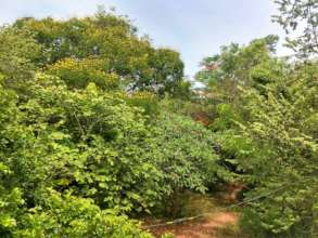 Lush green flower forests all over