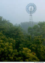 Auroville - a lush forest today