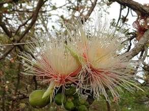 Biodiversity is growing steadily