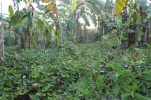 Farming with Krishna - winter season