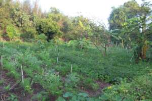 Farming with Krishna - lush crops in winter season