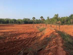 Local landowner eradicating vegetation for farming