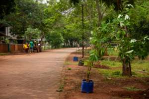 Urban tree planting with arborist Island