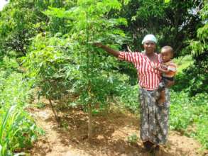 Moringa for Health and Water Purification