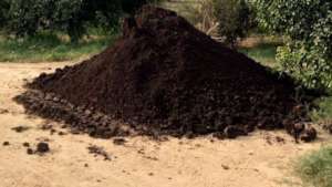 COW DUNG