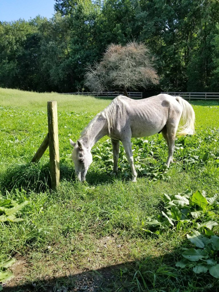Add more shelter for rescue horses in Dunkirk Md