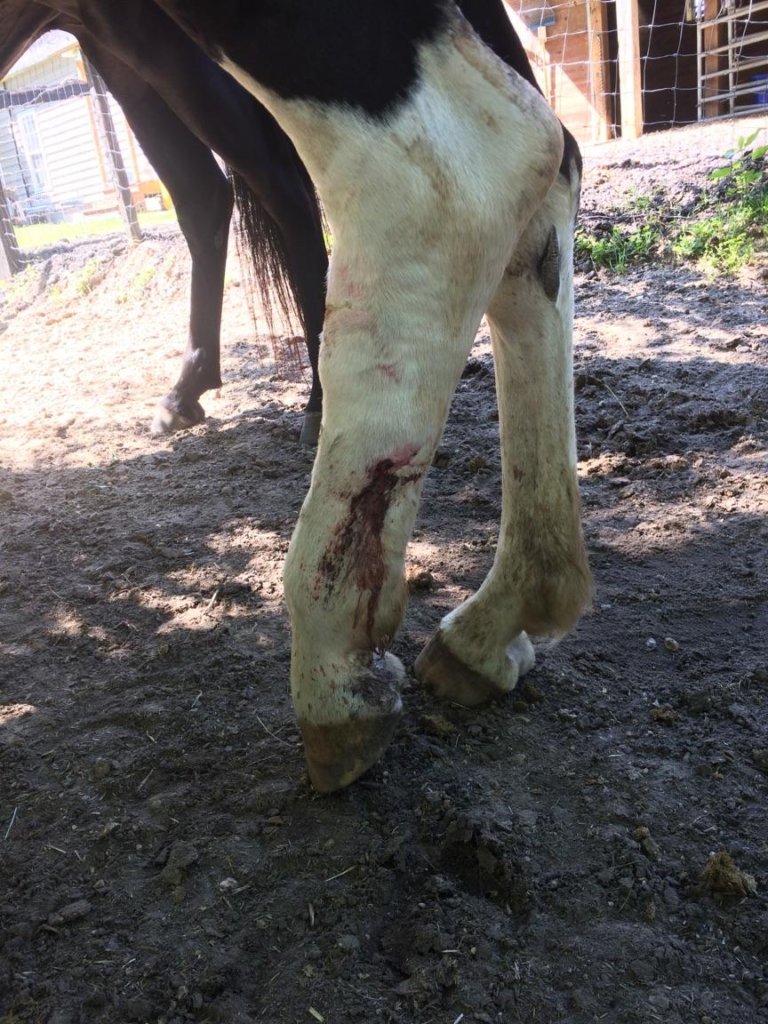 Add more shelter for rescue horses in Dunkirk Md