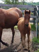 Foals