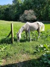 Rescue horses