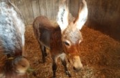 Add more shelter for rescue horses in Dunkirk Md