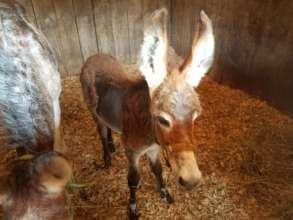 Add more shelter for rescue horses in Dunkirk Md