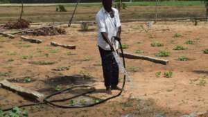 Vegetables for the noon meal grown in the schools