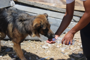 We could take water to animals in need