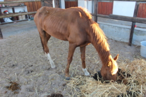 Enjoying his all he can eat oat hay buffet