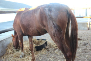 Diamond's untreated wounds