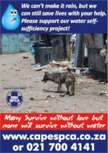 What will happen to these dogs