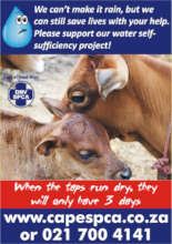 Who will care for these cattle