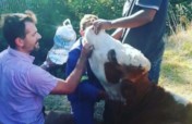 CAPE TOWN DROUGHT RELIEF FOR THOUSANDS OF ANIMALS