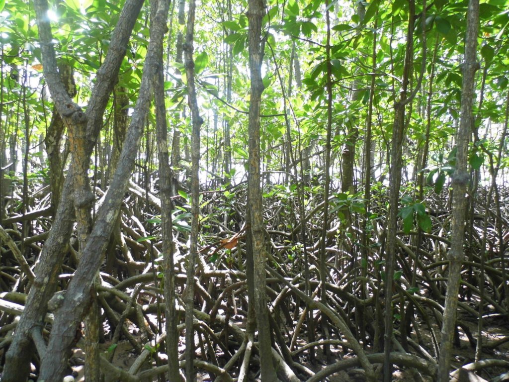 From Little Seeds, Grow Mighty Trees