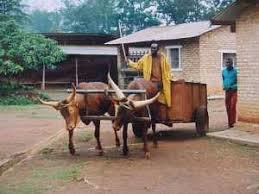 Burundi: Donation of Cattle to 6 Needy Families